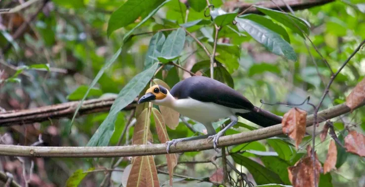 Kambui Hills Forest Reserve