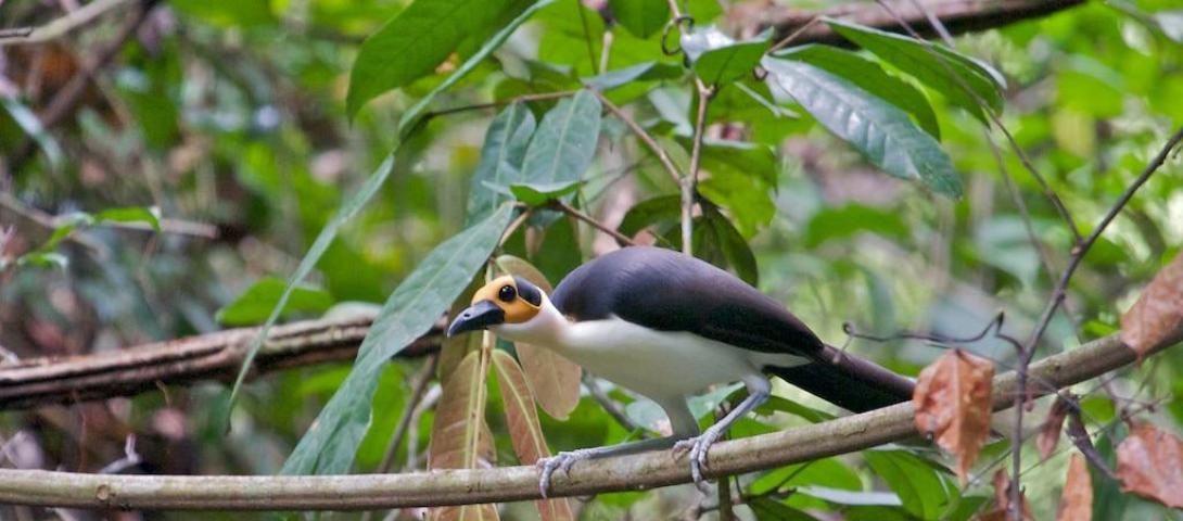 Kambui Hills Forest Reserve